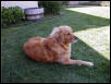 Roxy Relaxing in the Shade