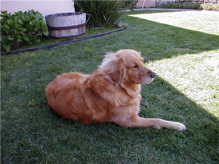 Roxy Relaxing in the Shade