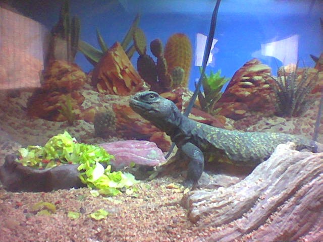 SPIKE