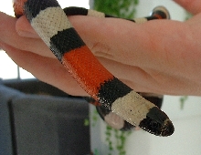 Pueblan Milksnake