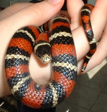 Jalisco Milksnake