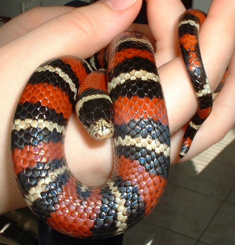 Jalisco Milksnake