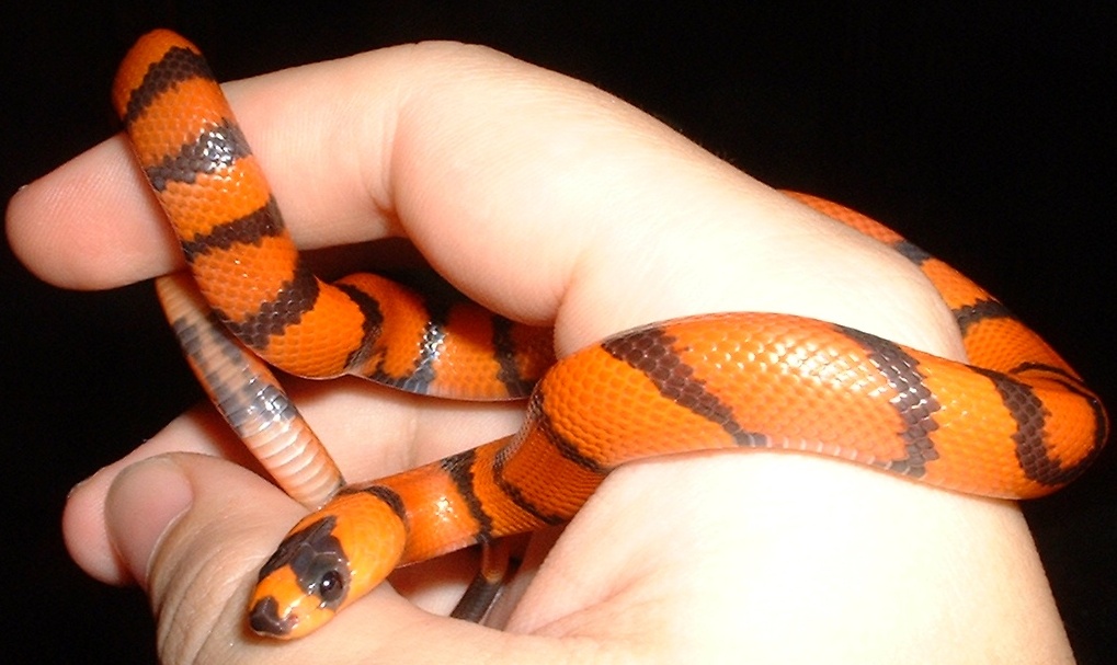 Hypomelanistic Honduran