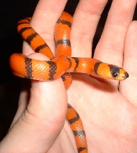 Hypo Honduran Het/Anery