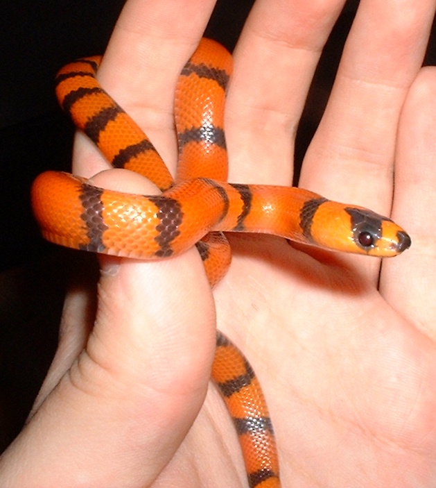 Hypo Honduran Het/Anery