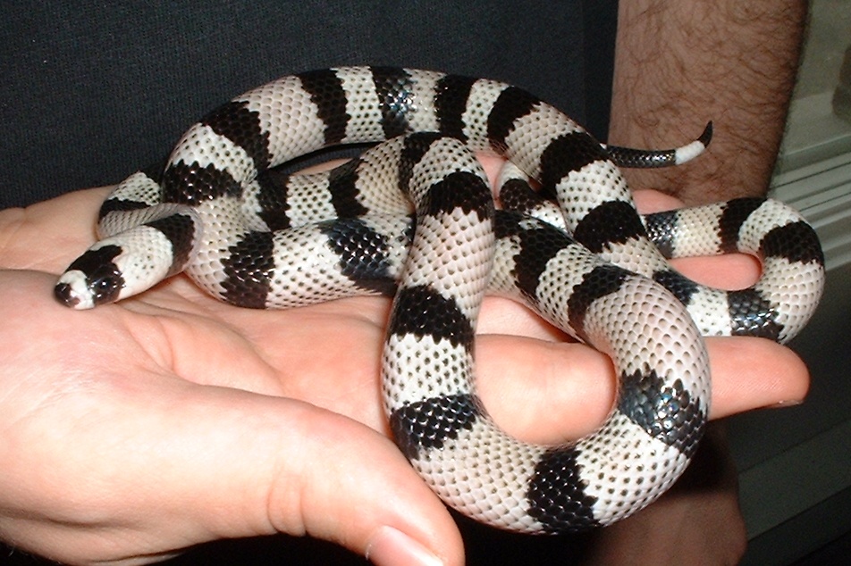 Anerythristic Honduran
