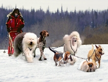 Parody - Westminster elite Iditarod team