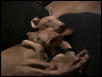 Chilly pups