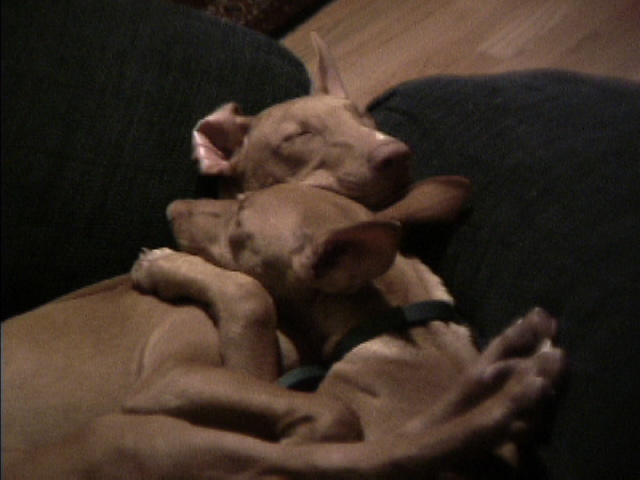 Chilly pups