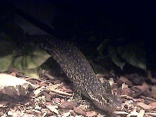 Ma Timor Monitor Chillin