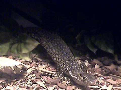 Ma Timor Monitor Chillin