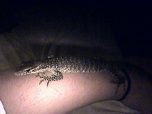 Blue Spot Timor Monitor..