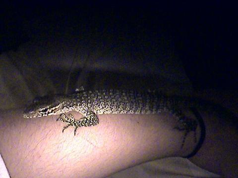 Blue Spot Timor Monitor..