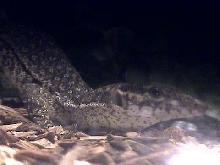 Timor Monitor 2