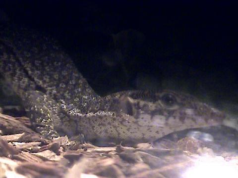 Timor Monitor 2