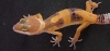 BaldyLeo