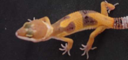 BaldyLeo