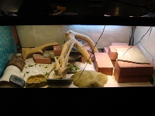 Scuttles Cage