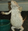 Hanny Dancing