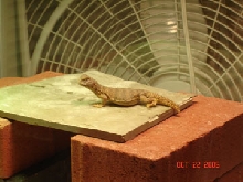 MaliBasking