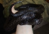 Morticia