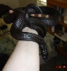 Morticia2
