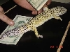 PogoMoney