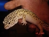 PogoInHand