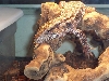 Uteg The Tegu