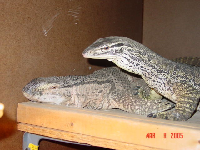 Dutch and Ruger