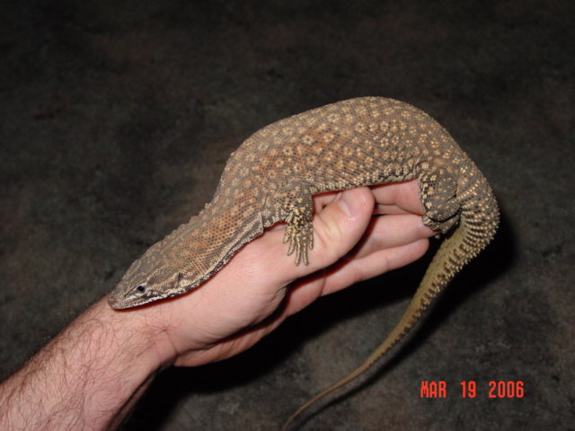 Red Ackie