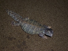 My Mali (male or female?)