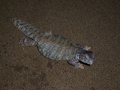 My Mali (male or female?)
