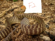 woma f2