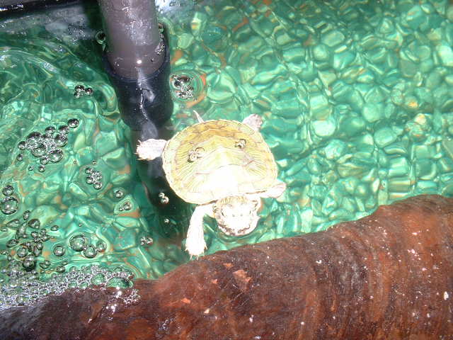 Sittin' on My Log