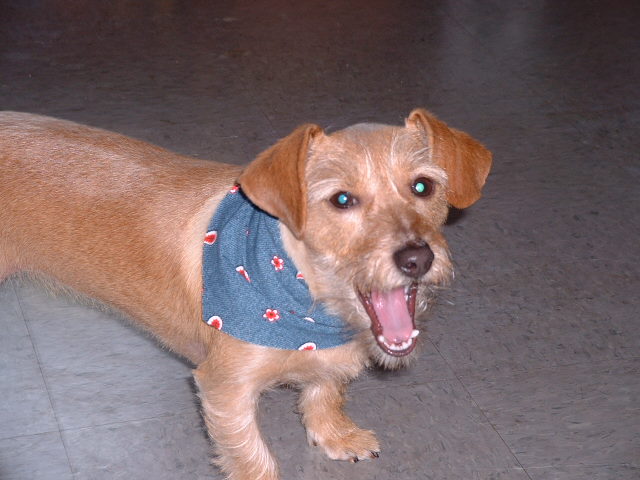 RRROOOAAARRR!!!