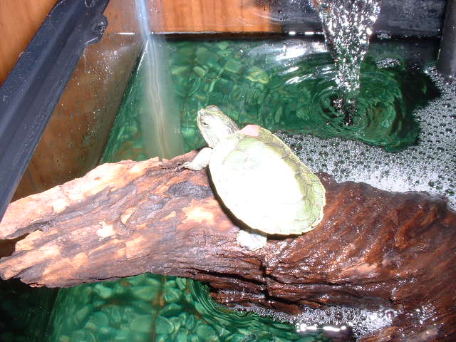 Just Basking