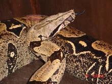 8 Ft Peruvian Female