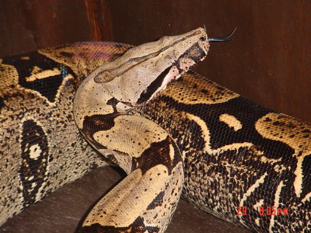 8 Ft Peruvian Female