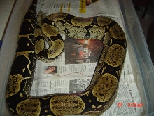 8 1/2 ft female peruvian