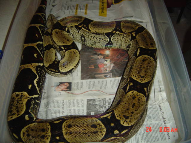 8 1/2 ft female peruvian