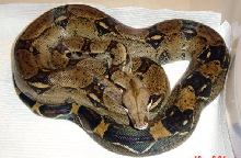 Dark 100% Het Albino Female
