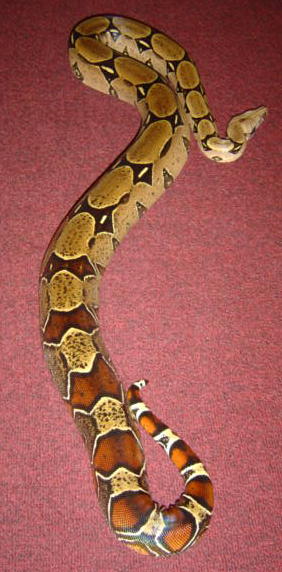 6 Ft Peruvian female