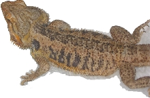 Same Beardie in my gallery