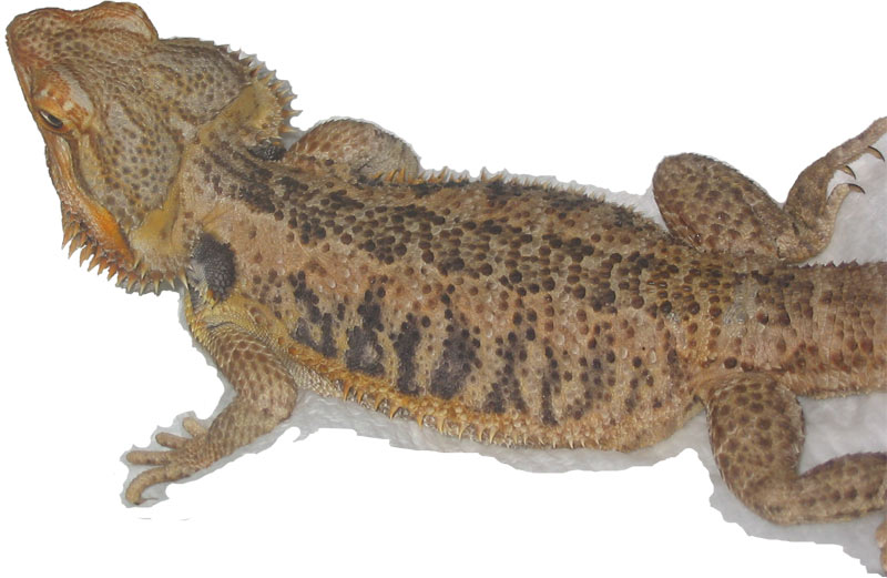 Same Beardie in my gallery