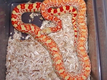 Albino Sonoran Gopher
