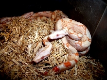 Albino Baby Boas