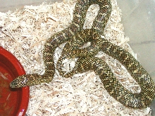 Brooksi Female Normal Pattern