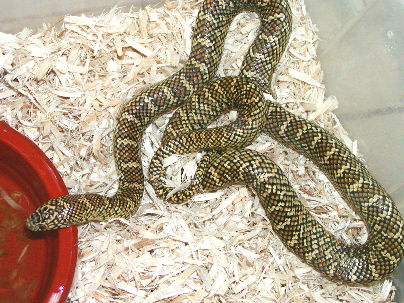 Brooksi Female Normal Pattern