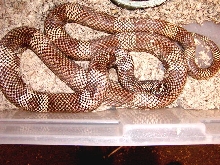 goini4